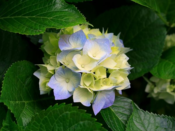 Hydrangeas-600x450.jpg